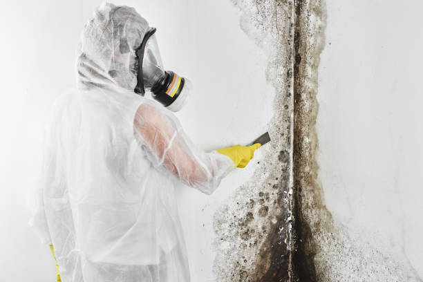 Best Mold Removal Company Near Me  in La Grulla, TX