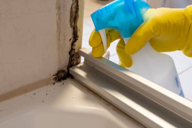 Best Mold Testing and Removal  in La Grulla, TX