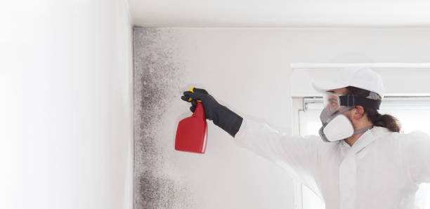 Best Commercial Mold Removal  in La Grulla, TX