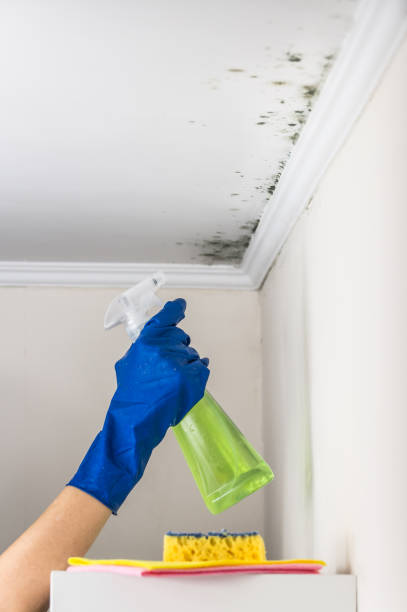 Best Mold Remediation Experts  in La Grulla, TX